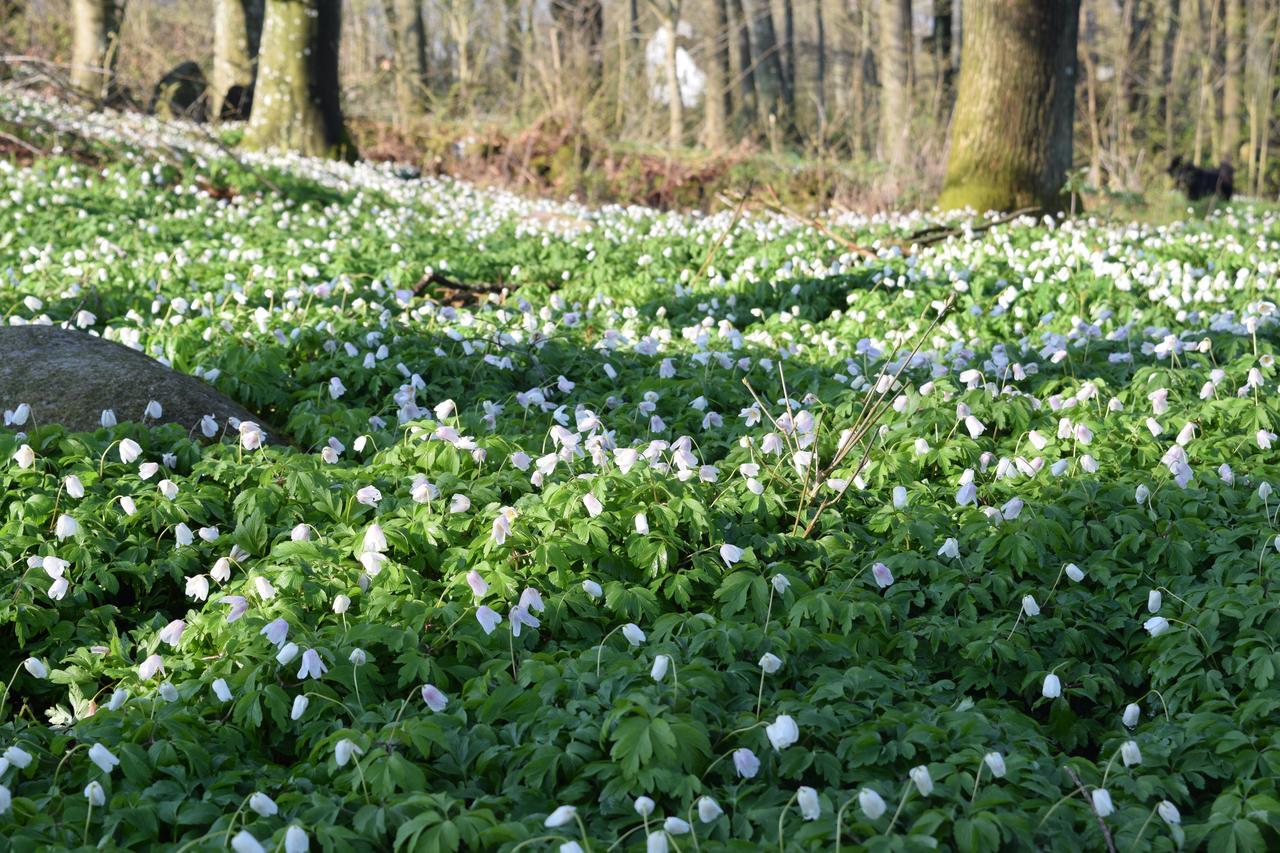 Lilla Rygardens B&B Lovestad ภายนอก รูปภาพ